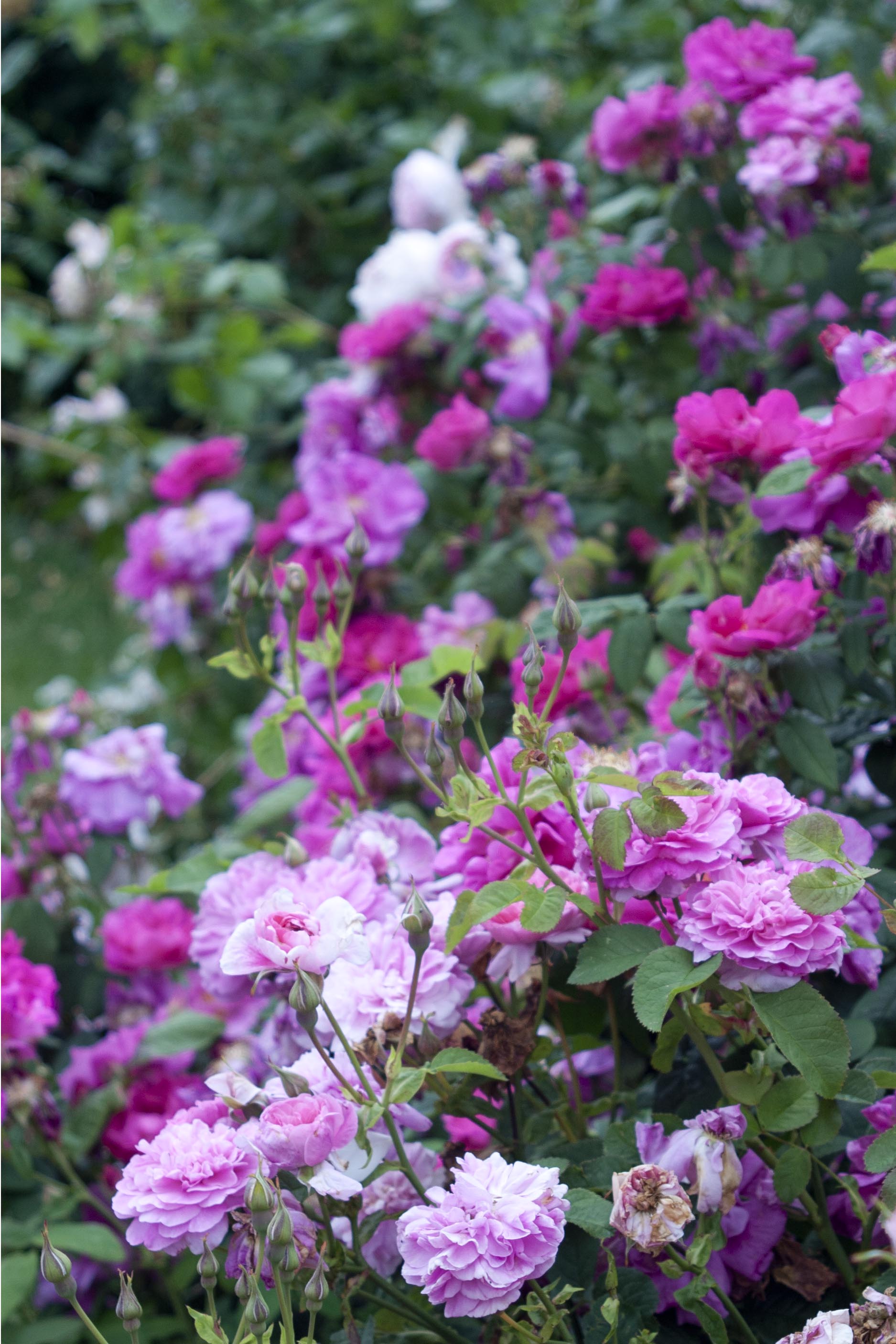 Rose garden, Kew Gardens, London, England. June 2014.