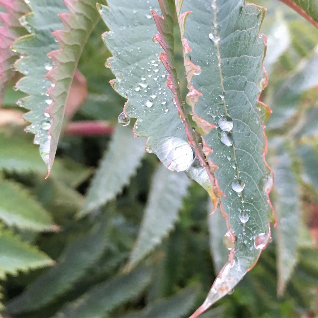 Dew on leaves at Esalen. March 2016.